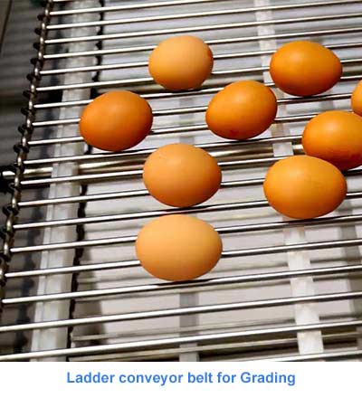 Ladder conveyor belt for Grading